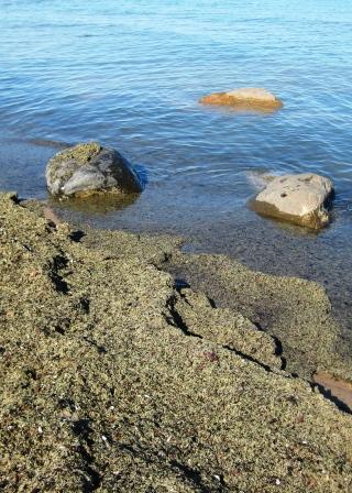 Cladophora Cladophora