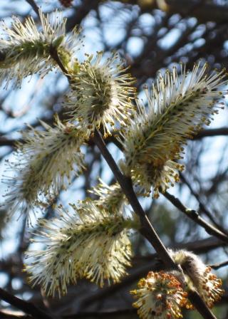 Cunning Catkins