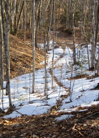 Deer trail Deer trail