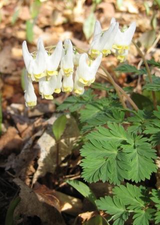 Dutchman's breeches drying on the line