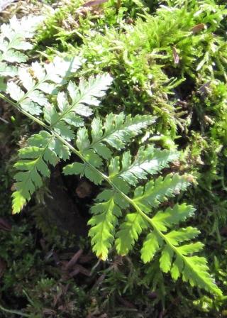 Fern and moss. OK, not wildflowers-but very pretty anyway.