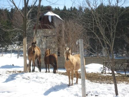 Horses and stone silo