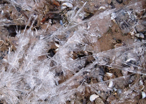 Jack Frost on the beach