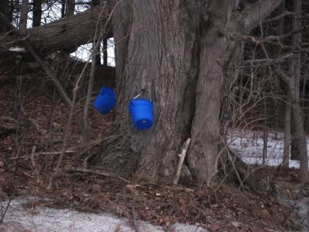 Maple sap collection