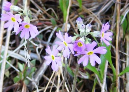Tiny purple beach flowers whose name I do not know, but surely one of you must.