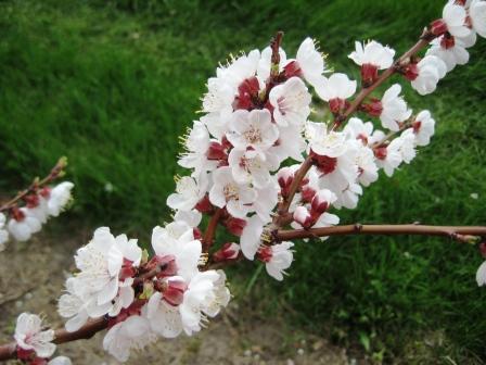 apricot-blossoms