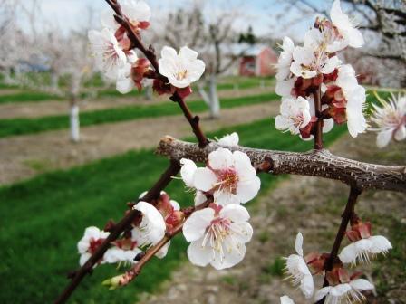 Apricots in full bloom