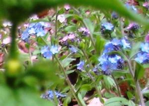 Artistic forget-me-nots