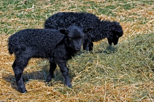 Baa baa black lambs