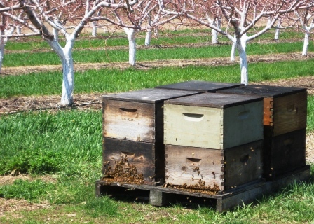 Bee boxes buzzing