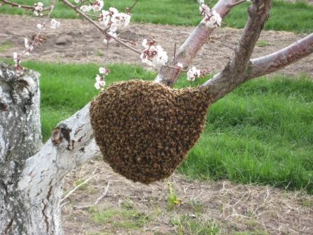 Spring swarm looking for a home