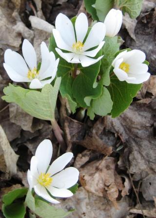 Bloodroot