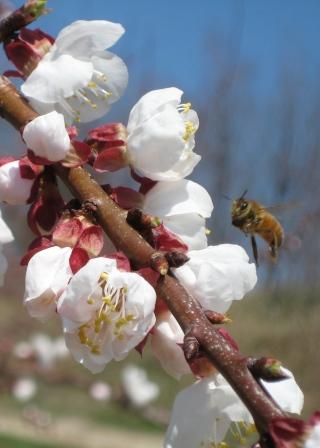 Bouncing bee - whee!