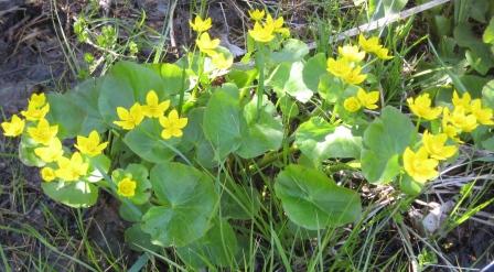 Cowslips borrowed from 2008