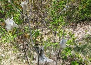 ETC - Eastern tent caterpillar infestation