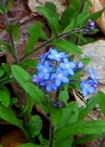 Forget-me-not blues