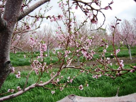 Hoping for nectarines3