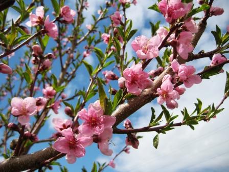 Hoping for nectarines4