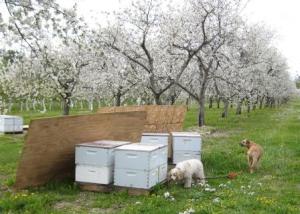 Exploring the beehives