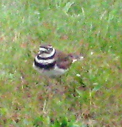 Killdeer