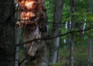 Mimeto tree peering in the kitchen window