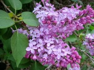 Lilacs behind the schoolhouse