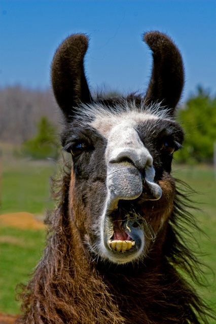 Llama making a point