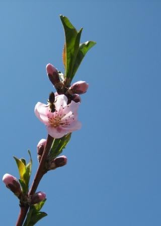 Nectarine blossom