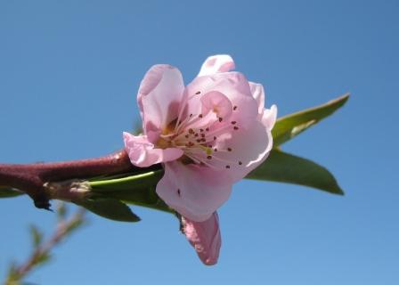 Nectarine blossom2