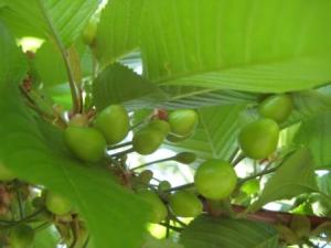 Orchard check - baby cherries