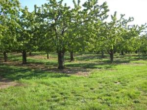 Orchard check - leafed out