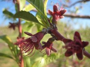Orchard check - Nectarine buds