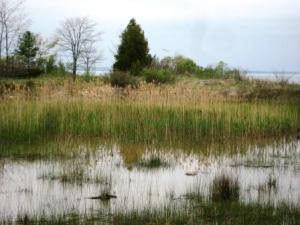 Phragmites at beach pond4