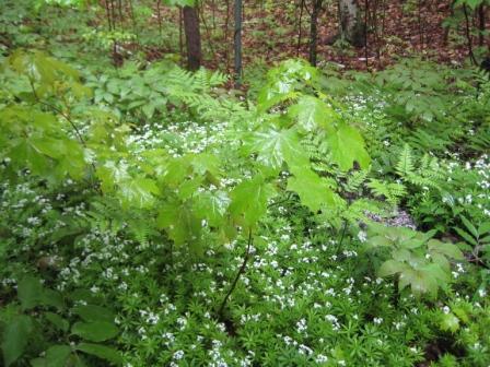Raining on the sweet woodruff