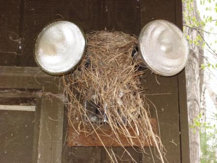 Robin nest