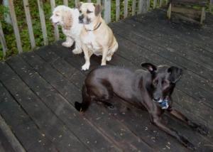 The Cowboy, Miss Sadie and Lucy the Sleek in the Playpen