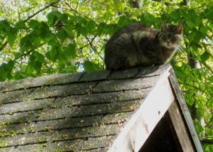 Miss Puss hiding out on the garage roof