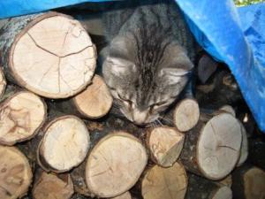 Rob's visit - Miss Puss