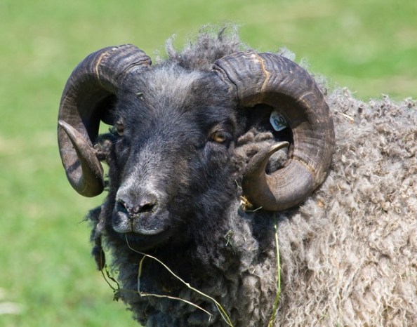 Sheep with the curly horns