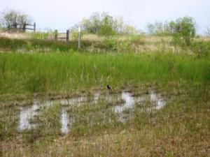 Vehicle tracks at beach pond3
