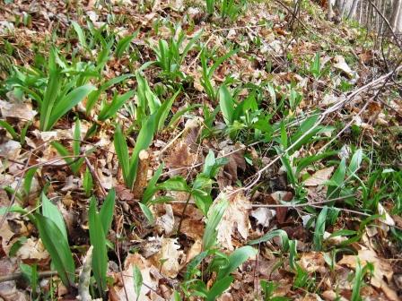 Patch of Wild Leeks