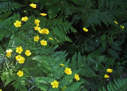 Buttercups and ferns