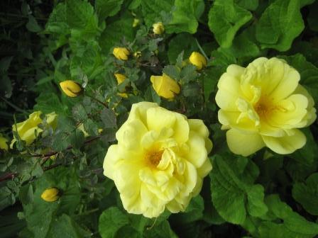 Chris Reedy's yellow roses