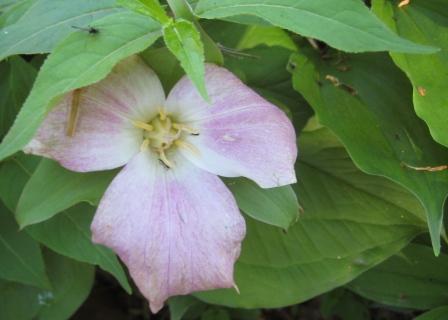 ES - Trillium fading to pink