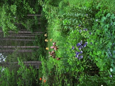 Garden at the edge of the forest