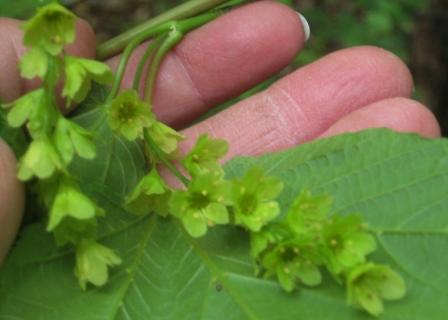 Goosefoot maple blossoms