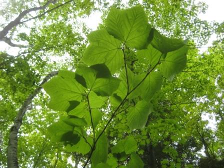 Goosefoot maple leaves