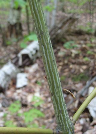 Goosefoot maple stripe