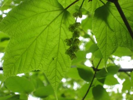 Goosefoot maple with blossoms