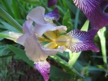 Lavendar iris at Torch Bay Inn